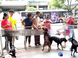 動保處29日與平溪張媽媽流浪動物之家攜手合作舉辦認養活動
