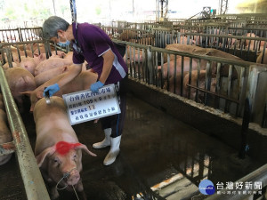 農業局動保處會同中央畜產會動物用藥稽查小組至善化肉品市場繫留欄抽驗豬隻，檢驗受體素殘留情形。