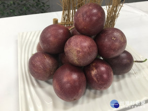 南投豐富的水果要讓台北民眾吃得到。（記者扶小萍攝）