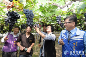 縣長王惠美關心早春葡萄產業情形。（ 資料照片）