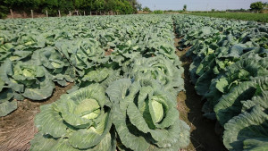 農委會農糧署表示，依據各項資訊判斷，8月下旬、9月上旬高麗菜種植面積已達合理需求上限，再加上高山高麗菜產期延長，11月下旬可能會出現平地高麗菜出貨期重疊，亦可能出現高麗菜價格持續下修的問題，因此農糧署通知農友分散高麗菜種植期，以降低產銷風險。（圖／農委會農糧署）