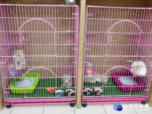 動保處加強特定寵物業(犬、貓)繁殖、買賣及寄養業店家查核與輔導，將查核357間寵物店，為毛寶貝幸福把關