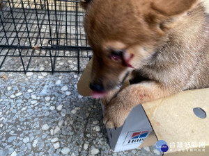 民眾陳情指新店區有飼犬不斷哀嚎，恐有虐待情事，隨即派員到場，發現犬隻眼皮遭鐵籠外露鐵絲勾住受傷而哀嚎