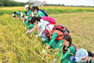 小學生收割今年9月份自己親手插秧的稻米。圖／明道大學提供