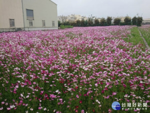 

大安區二期稻田轉作景觀作物，有一望無際五彩繽紛壯觀的花海，大安區今年首次執行，農會總幹事蔡建宗籲農民踴躍報名參加。（記者陳榮昌攝）