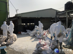 嘉義縣家畜疾病防治所派員到場進行撲殺及清場工作／陳致愷翻攝