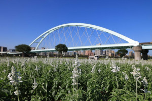 台北市彩虹河濱出現夢幻花海（圖／台北市水利處提供）　