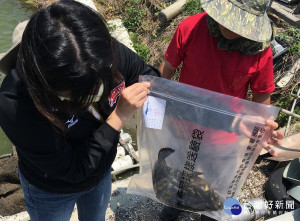 農業局前往魚塭抽驗作業。
