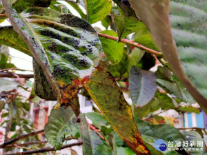 彰化市平和國小及彰安國中前的行道樹大花紫薇，日前因感染「煤煙病」，出現「滴黑油」的現象。圖／記者鄧富珍攝