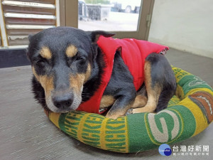 首波寒流來襲，新北市政府動保處8間公立動物之家立即啟動防寒措施，使用擋風帆布、加開紅外線保溫燈及放置防寒布料，讓收容犬、貓可以過的保暖舒適