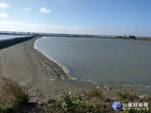 寒害造成虱目魚凍死在七股魚塭岸邊。