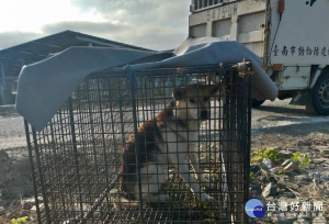動保處誘捕籠捕捉遊蕩犬。