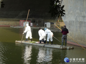 中正大學寧靜湖進行鴨鵝撲殺作業／陳致愷翻攝
