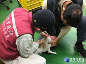 截至1月22日共計完成195隻犬寵物登記，預計1月份完成重劃區1區第一輪全區訪視加強犬隻源頭管理