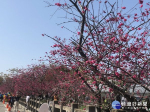 

后里泰安櫻花季活動承辦日期將屆，唯因受新冠肺炎疫情之影響，決定停辦櫻花季以降低人潮群聚風險。（記者陳榮昌攝）