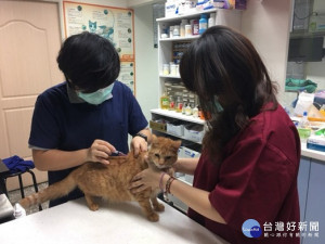 新北動保處1日推出動物之家犬貓回春雙響炮方案，讓飼養人不必擔心費用問題，幫助毛寶貝得到完善照顧，給高齡毛寶貝一個安好晚年 