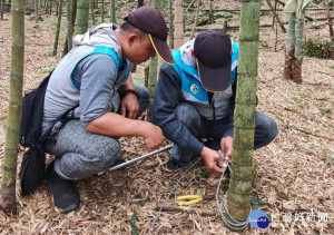 嘉義縣家畜所在山區再度查獲山豬吊及補獸鋏／陳致愷翻攝
