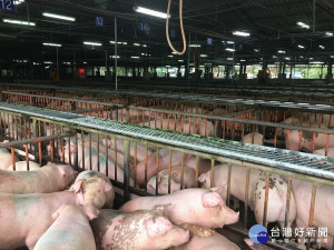 南投縣農產運銷公司讓豬隻聽佛心靜心。（記者扶小萍攝）