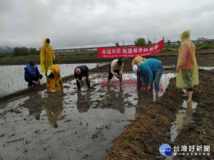 
市議員施志昌、大甲區長顏金源幸福社區發展協會理事長陳桂蘭、里長翁木榮與社區居民二十四日於幸福里種植藺草。（記者陳榮昌攝）