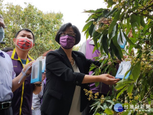 縣長王惠美關心防治情形，現場執行無人機空投釋放平腹小蜂卵片。圖／記者鄧富珍攝