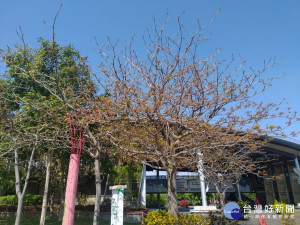 樹上有木魚?　新生公園掌葉蘋婆引人駐足