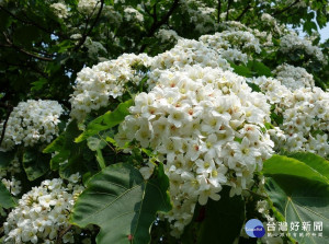 2021新北市桐花祭系列活動將於4月16日正式開跑 ，賞桐不必遠求，新北桐花繽紛綻放山頭
