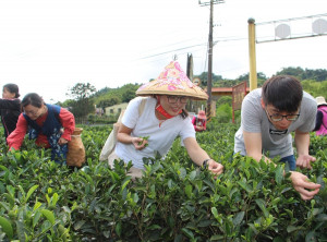 輕旅行來到三峽正全茶園可以戴上斗笠、背上茶簍，親身體驗採茶、揉茶