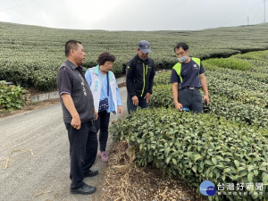 勘查小組實地勘查茶區受災情況／陳致愷翻攝