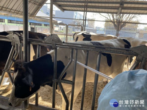 牛結節疹疫苗抵台　雲縣立即啟動縣內牛隻疫苗施打