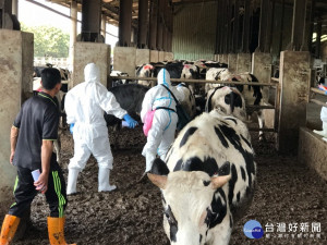 防堵牛結節疹病毒　中市4,220頭牛完成疫苗注射