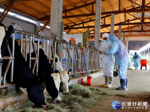 動保處全面提供轄內牛場誘蟲器，輔導農戶清理溝渠，聯合當各公所協助畜牧場周邊環境消毒除蟲，防止病媒蚊孳生播病毒