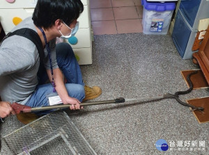 疫情期間，新北動物救援及捉蛇防蛇不停歇