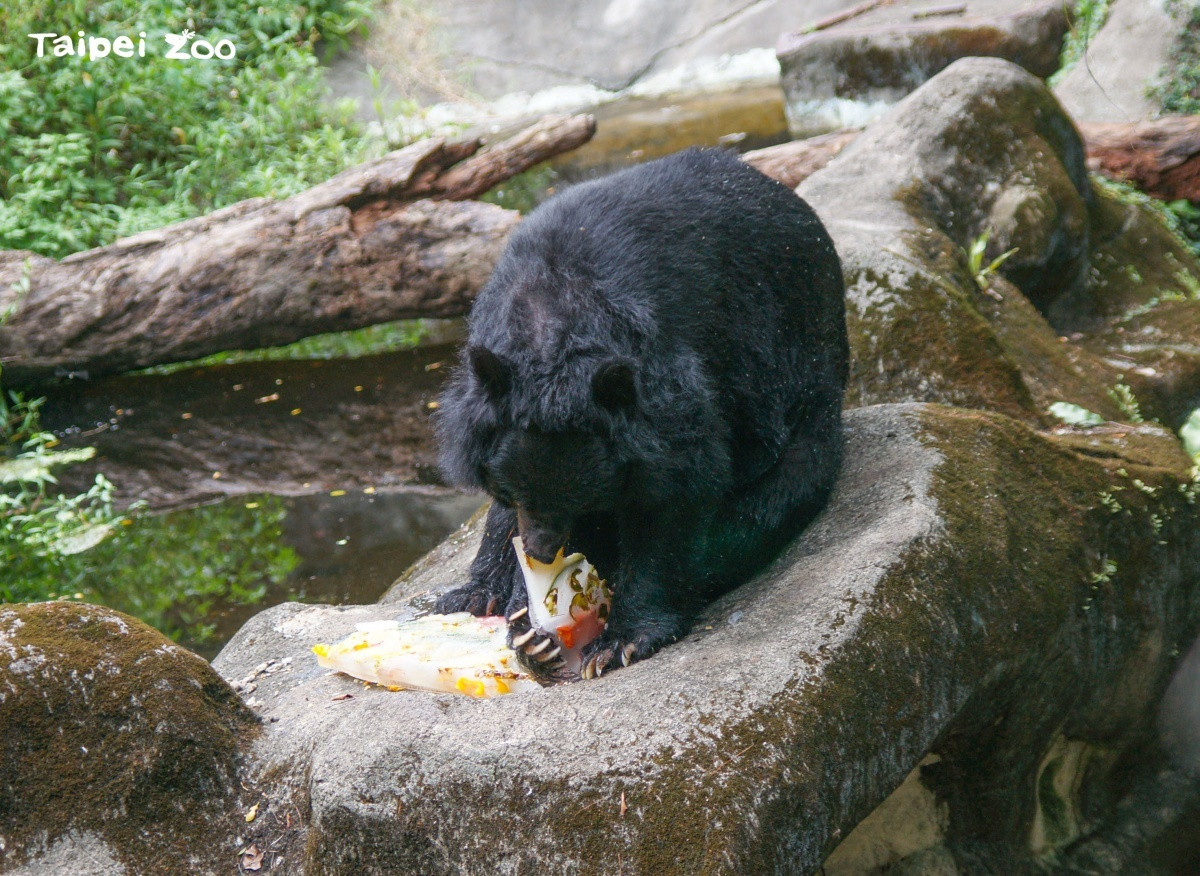 北市動物園特製國旗蔬果冰黑熊有幸先嚐為快 台灣好新聞taiwanhot
