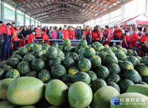 為減少西瓜天然災害的損失，保障瓜農收益，雲林縣政府首次開辦「西瓜保險」，縣府補助保險費10%，減輕農民負擔，呼籲踴躍投保。