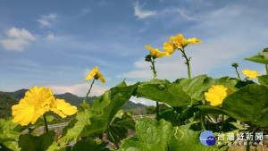 每年6-10月是駿原農場的絲瓜產期，瓜棚上的金黃色絲瓜花熱鬧綻放。（圖/記者賴淑禎攝）