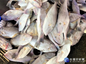 新北市漁業處指出，現在正是東北角海域「剝皮魚」閃亮登場的季節