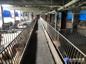 農委會宣布，全國養豬場9月份暫停使用廚餘餵飼豬隻／資料照片，陳致愷翻攝