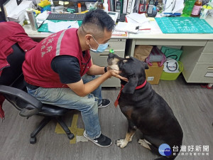 新北市動保處推薦大家可以效仿帶狗狗一起上班，打造友善動物環境