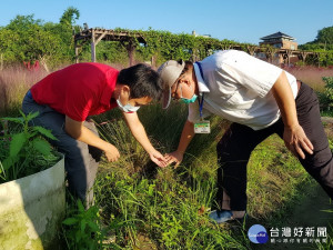 集集鎮長陳紀衡邀請特有生物保育中心植物組在園區周圍巡查各荒地與農地是否有粉黛亂子草擴散。