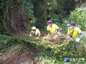 「新北小花終結者」志工，於泰山工專路和林口頂福巖森林步道，同步移除外來入侵植物小花蔓澤蘭