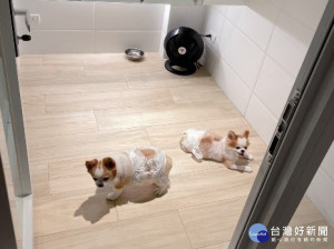 動保處辦理「寵物長照原理與老年動物住宿照護操作觀念」線上課程