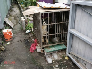 針對轄內全市籠鏈犬飼養進行調查，號召公民一起加入「守護鄰里家犬-改變籠鍊犬未來計畫」，讓長期繫繩犬隻，也顧及其活動需求