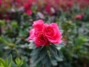  萬里杜鵑花綻放，花色豔麗，以桃紅色系為主