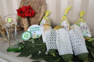 嘉義縣水上鄉悠沃農場，以專業分工和智慧科技栽種木瓜／陳致愷翻攝