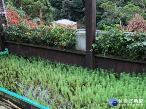 淡水區樹興社區推動自主產業及在地食農教育