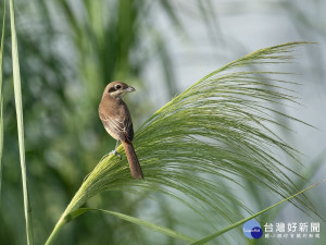 入秋天氣漸涼，新北大漢溪人工濕地出現「鷺鷥」、「翠鳥」、「八哥」等眾多嬌客，正從遠方來與您相見歡