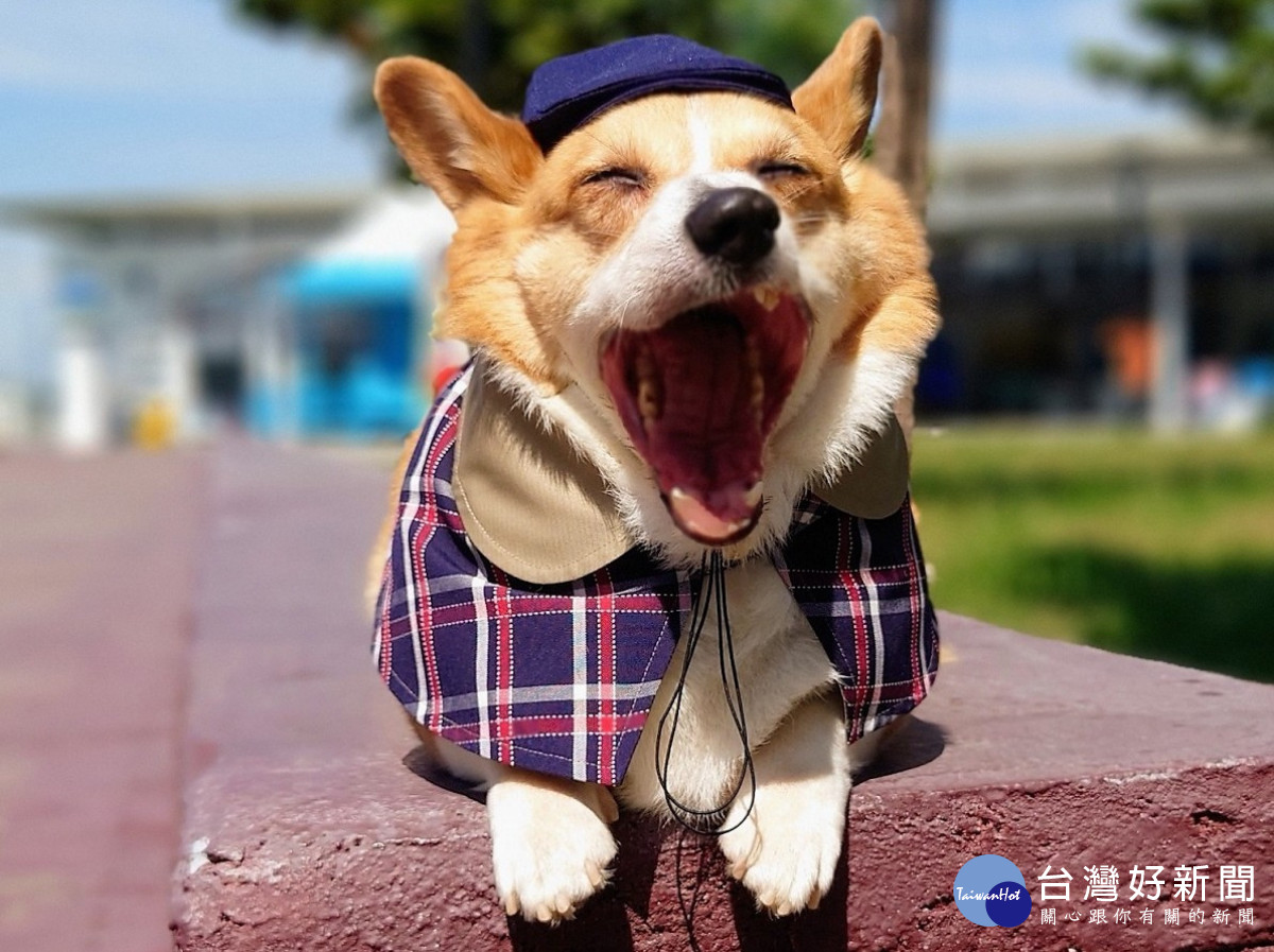 瘋迷全臺的寵物明星柯基犬Coffee將在10/30（六）17時至19時到小白宮與大家見面