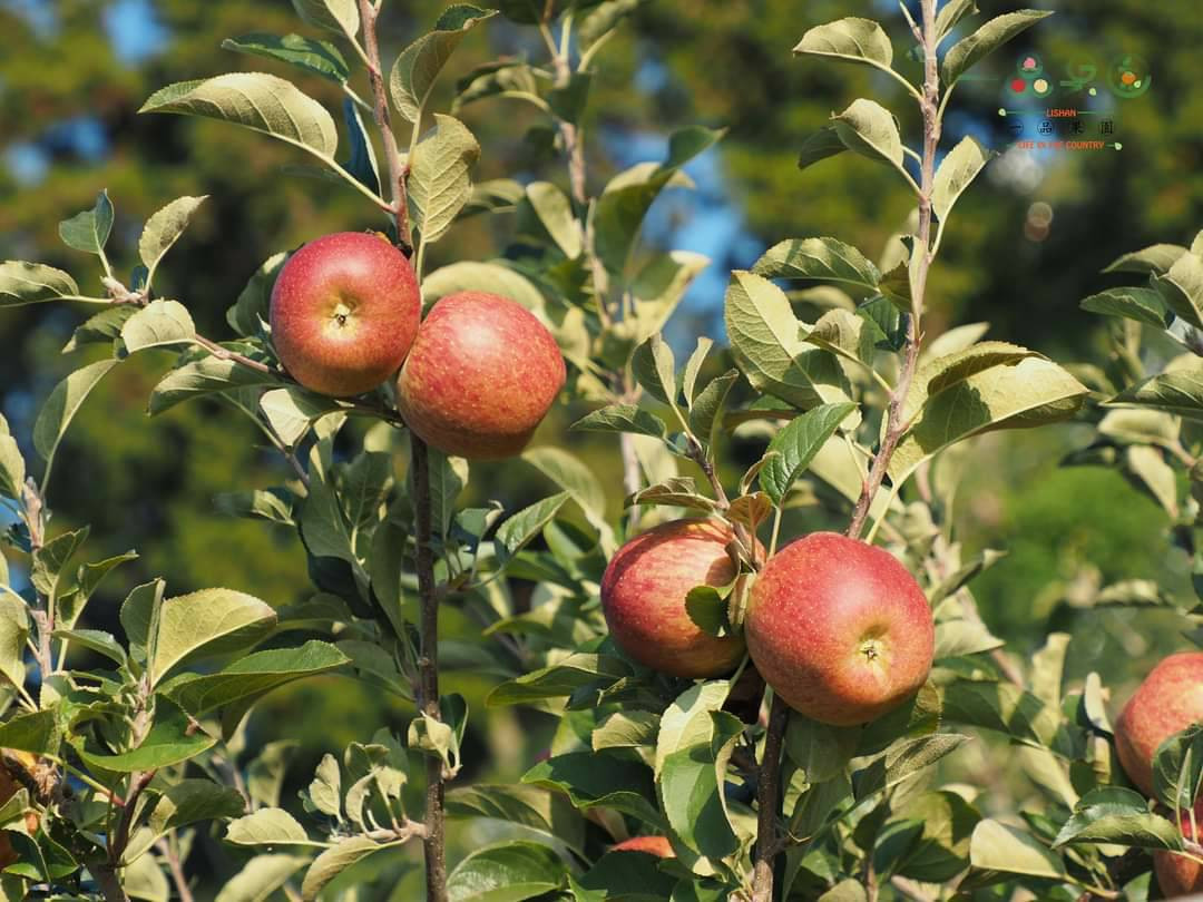 來谷關泡湯旅遊還能吃到上市中的梨山蜜蘋果