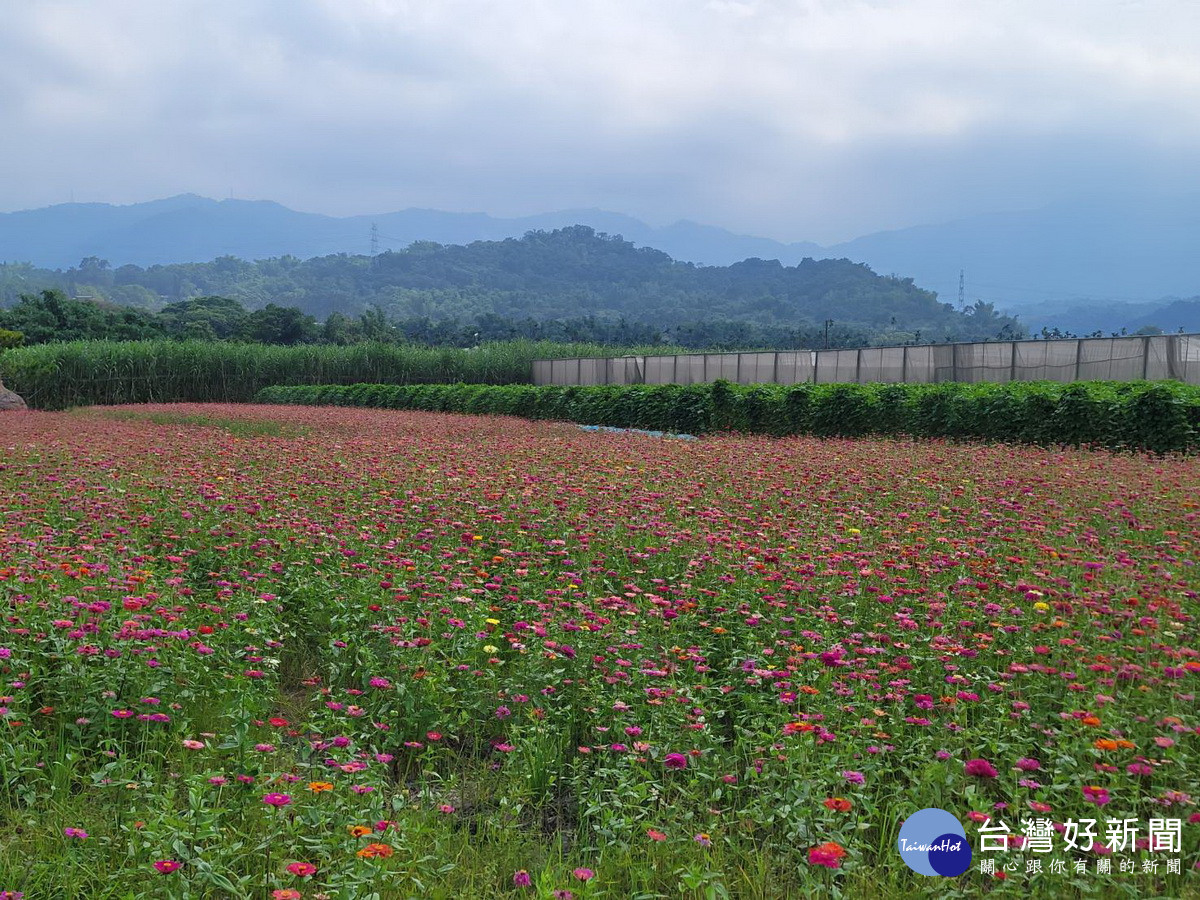 竹山鎮公所要讓市郊遍地開花。（竹山公所提供）