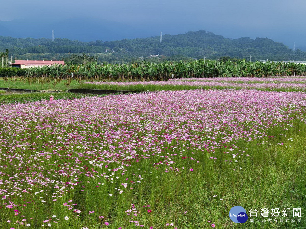 竹山鎮公所要讓市郊遍地開花。（竹山公所提供）